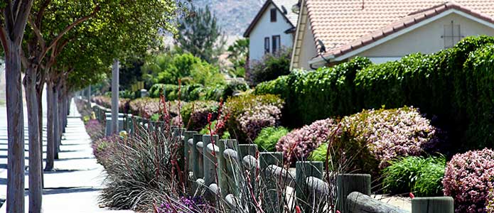 Photo of street landscaping