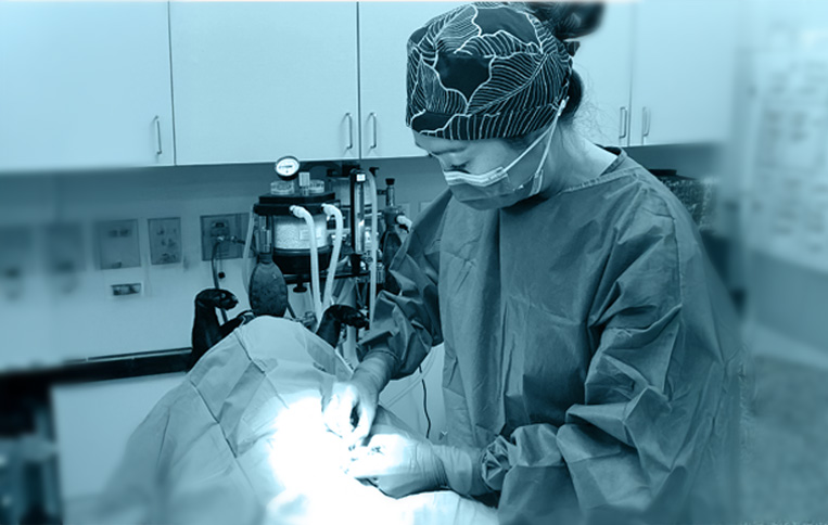 Low Cost Pet Spay/Neuter Voucher