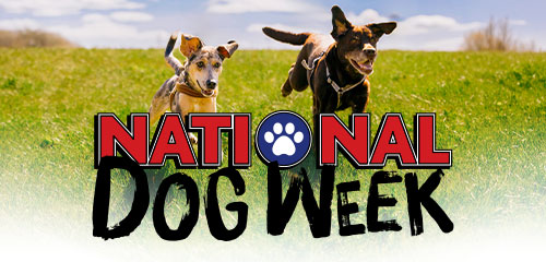 National Dog Week adoptions event. September 22-26, 2026.