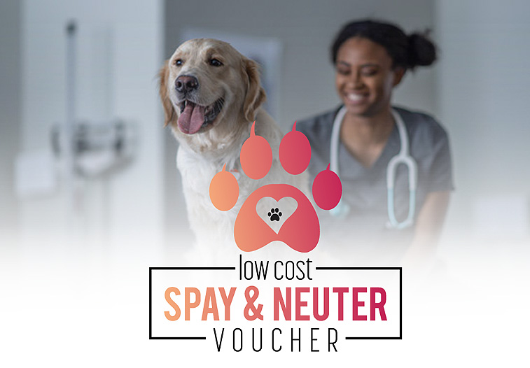 Low-Cost Spay/Neuter Voucher