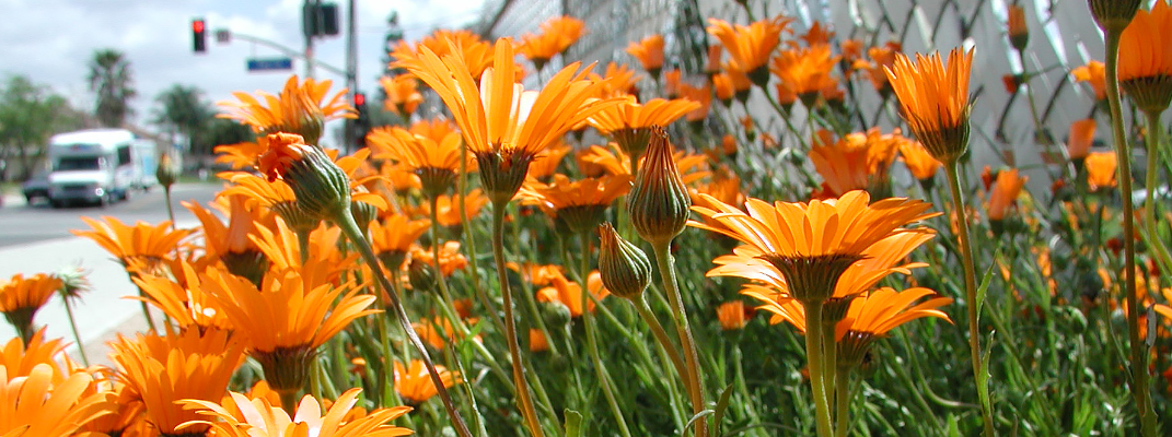 Orange flowers blooming in Moreno Valley.