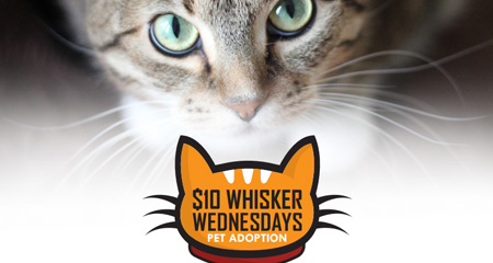 Whisker Wednesday